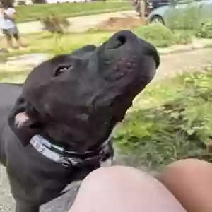 adoptable Dog in Cincinnati, OH named Sage