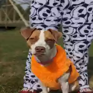 adoptable Dog in Bloomfield, IN named Zola