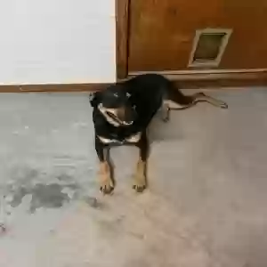 /images/pets/original/2183472_actual_three.webp