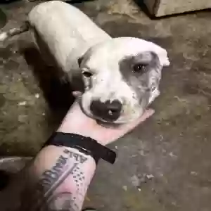 adoptable Dog in Levelland, TX named Unknown