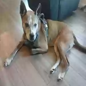 adoptable Dog in Katy, TX named Bruno