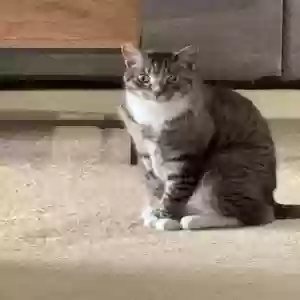 adoptable Cat in Plainview, NY named Mojo