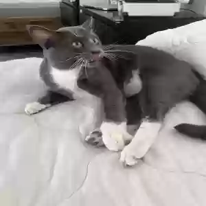adoptable Cat in Fort Lauderdale, FL named Benji