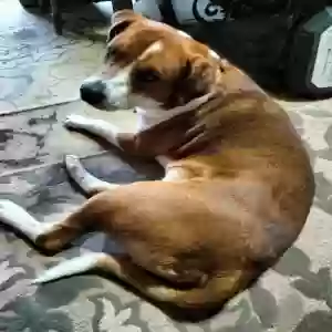 adoptable Dog in Irving, TX named Angus
