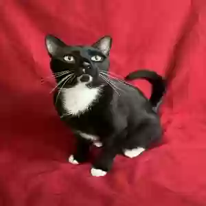 adoptable Cat in Hastings, FL named Georgie