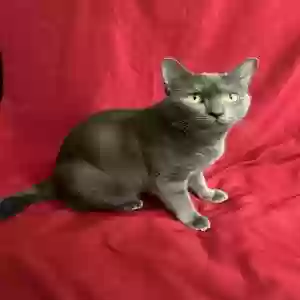 adoptable Cat in Hastings, FL named Gertrude