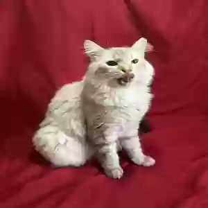 /images/pets/original/2183551_actual_three.webp