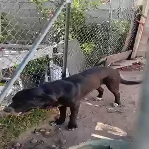 adoptable Dog in Fresno, CA named Blackie