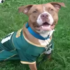 adoptable Dog in Pontiac, IL named Diesel James