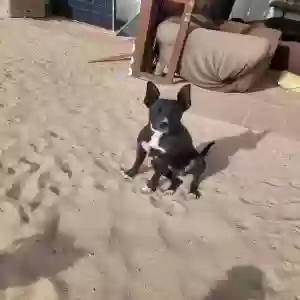 adoptable Dog in Newberry Springs, CA named Ears
