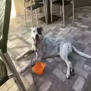 adoptable Dog in Spring, TX named Captain Morgan