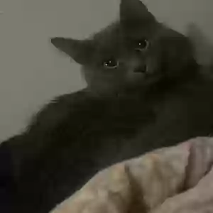 adoptable Cat in Stonewall, MS named Webber
