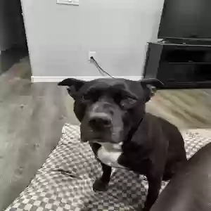 adoptable Dog in Goodyear, AZ named Jasmine