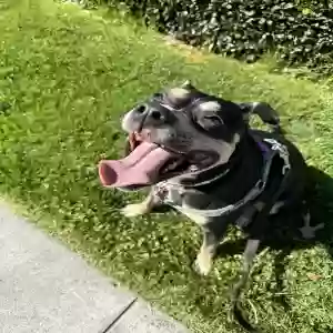 adoptable Dog in Mountain View, CA named Unknown