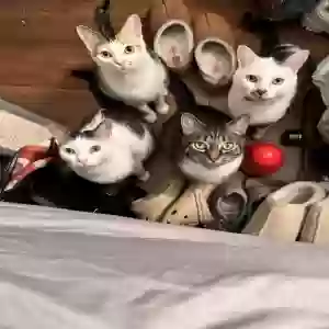 adoptable Cat in Dallas, GA named Karma, Uno, Piggy
