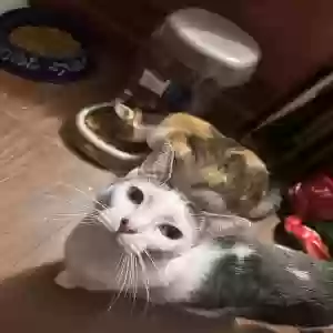 /images/pets/original/2183626_actual_three.webp