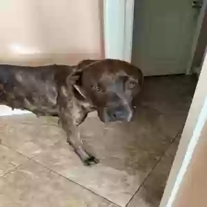 adoptable Dog in Desert Hot Springs, CA named Unknown