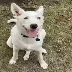 adoptable Dog in Sanger, TX named Casper