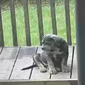 adoptable Dog in Milledgeville, GA named Just calling her smokey