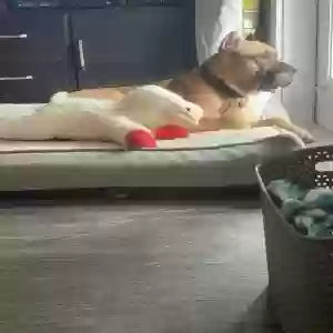 adoptable Dog in Rowlett, TX named Fox