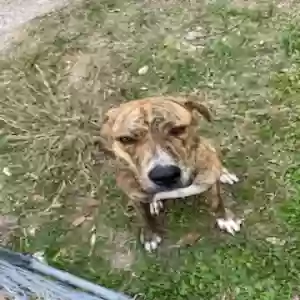 adoptable Dog in Dickinson, TX named Pluto