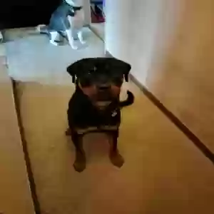 adoptable Dog in Livonia, MI named Blue