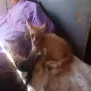 adoptable Cat in Bakersfield, CA named No name