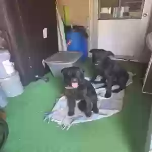 adoptable Dog in Nuevo, CA named Unsure