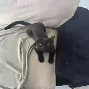 adoptable Cat in Oakland Gardens, NY named Stella
