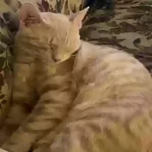 adoptable Cat in Plano, TX named Lovey