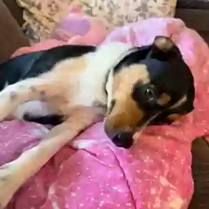 adoptable Dog in Melissa, TX named Cookie