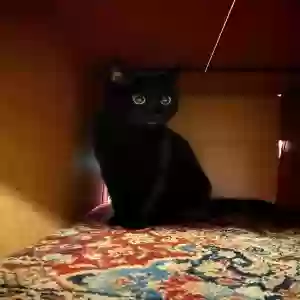 /images/pets/original/2183759_actual_three.webp