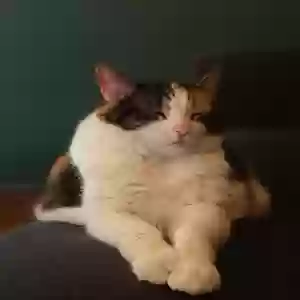 adoptable Cat in Lomita, CA named Petsy Cline