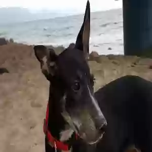 adoptable Dog in Woodland, WA named Unknown