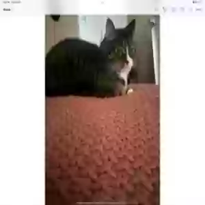 /images/pets/original/2183769_actual_two.webp