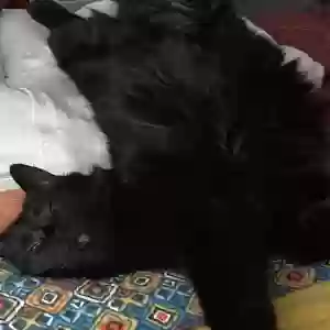 adoptable Cat in Temecula, CA named Bella
