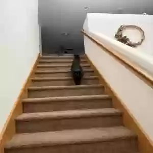 /images/pets/original/2183773_actual_two.webp