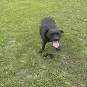 adoptable Dog in Elmont, NY named Nova