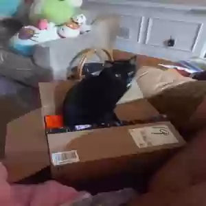 adoptable Cat in Kennesaw, GA named Unknown