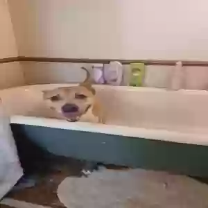 adoptable Dog in Canton, OH named Gigi