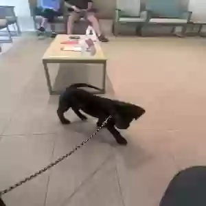adoptable Dog in Union, KY named Stormie