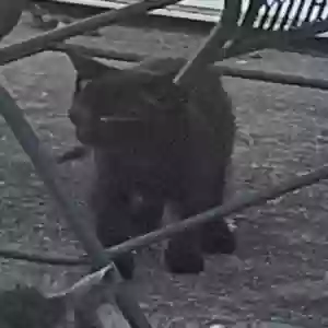 adoptable Cat in Jamaica, NY named kitten2