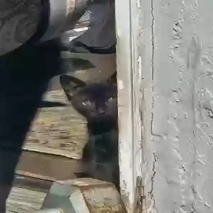 adoptable Cat in Jamaica, NY named kitten1