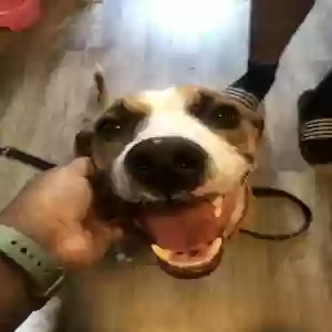 adoptable Dog in Bloomfield Hills, MI named Stewart