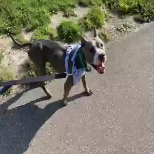 adoptable Dog in Clawson, MI named Matcha