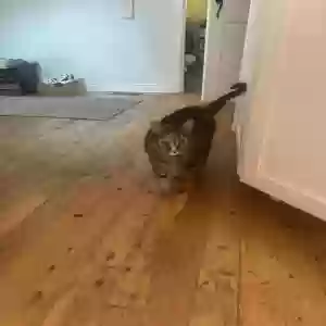 adoptable Cat in Wynnewood, PA named Streak