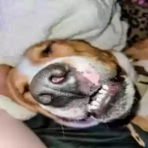 adoptable Dog in Lake Charles, LA named Denver