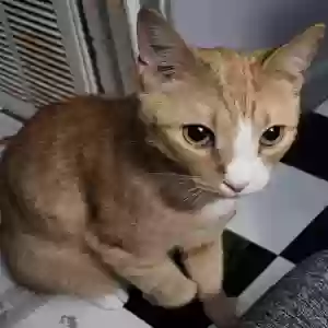 adoptable Cat in Copperas Cove, TX named Peanut