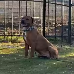 adoptable Dog in Antioch, CA named Missy