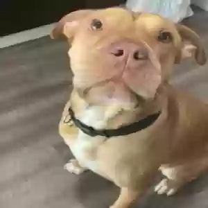 adoptable Dog in Perris, CA named Beastie